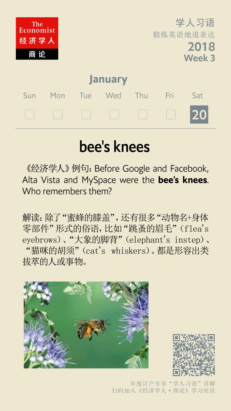 bee"s knees:"蜜蜂的膝盖"是什么意思? | 学人习语第20期