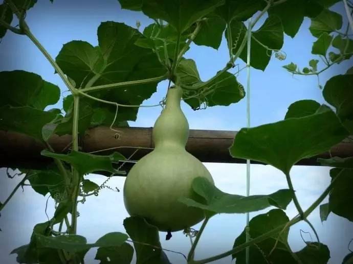 草木如织 | 被戏说的匏瓜