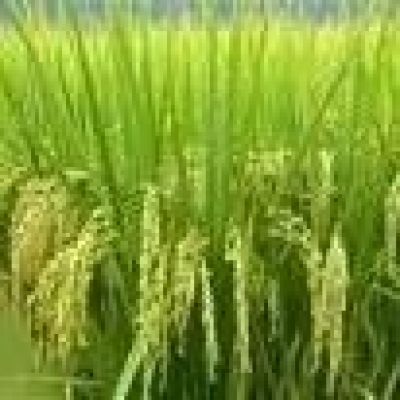 【中信期货】农产品专题:大宗商品(油脂)与股票市场联动性研究(三)