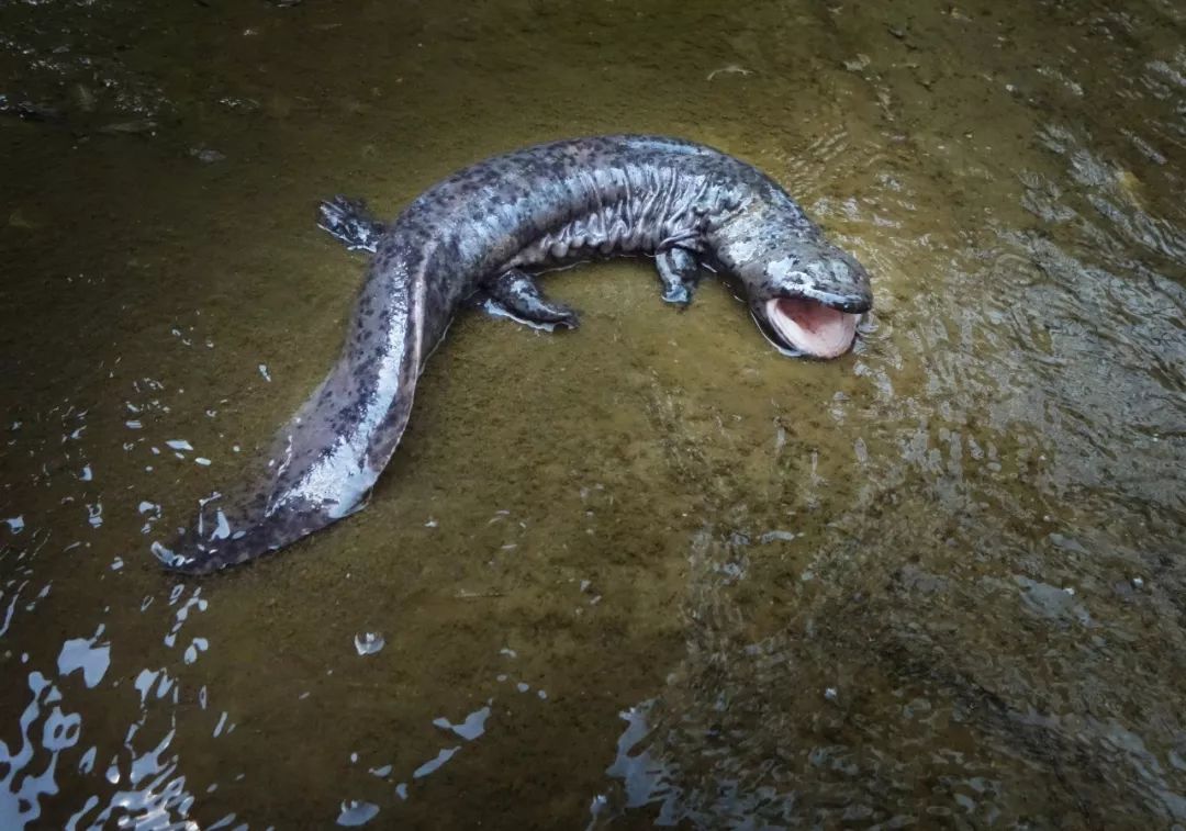 喜欢在地上,悬崖上活动的藏酋猴 生活在小溪,阴河和深水潭中的大鲵 ▼