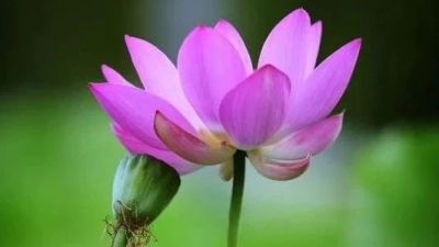 【海通策略】成长股盈利进入回升期(荀玉根、李影)